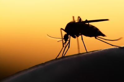 a mosquito feeding on human skin, set against a warm, golden sunset background.