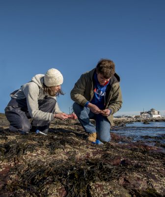 Two individuals are crouched on a rocky shoreline, closely examining marine life amidst the seaweed-covered rocks.