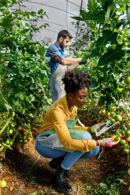 Young multiracial agricultural workers are using a laptop and checking down the condition of tomatoes in a large greenhouse.