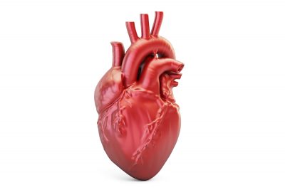 Human heart, 3D rendering isolated on white background