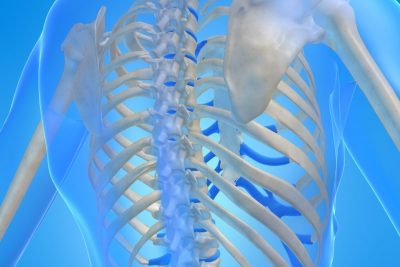 3D rendering of a human skeletal system focusing on the thoracic region of the spine and ribcage.