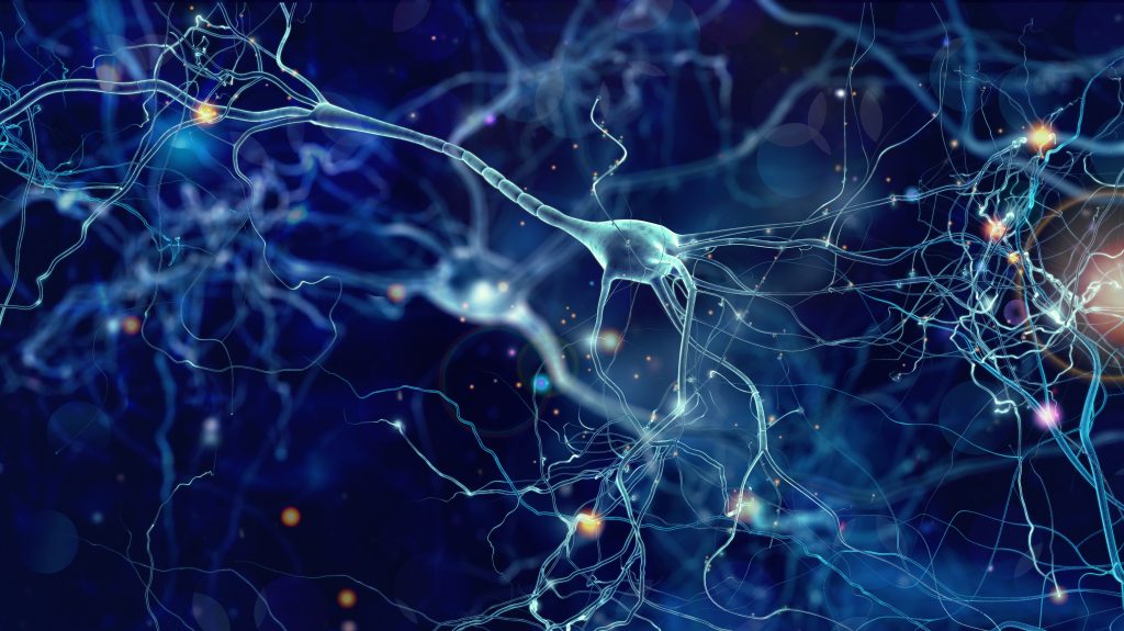 human brain cells