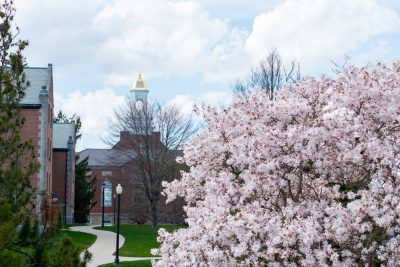 Cherry Blossoms blooming on UConn campus.