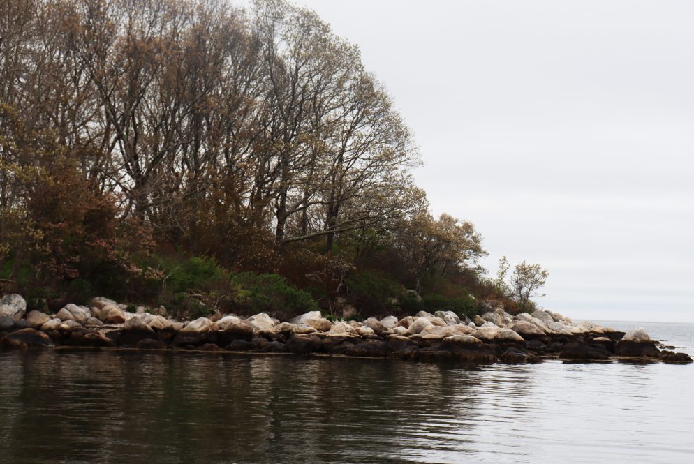 shoreline with trees, in wintertime